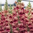 antirrhinum opus lavender snapdragon 30 flowers seeds,easy to grow  #ABG16
