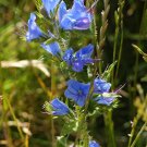 50 flower seeds blue echium reseeding,easy to grow   #ABG16
