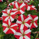 star red petunia 30 flower seeds,easy to grow  #ABG16