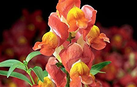 antirrhinum mentego sunset bicolor dwarf snapdragon,30 flowers seeds #ABG16