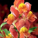 antirrhinum mentego sunset bicolor dwarf snapdragon,30 flowers seeds #ABG16