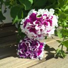 double grandiflora piroutte purple color petunia,30 seeds   #ABG16
