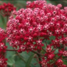 50 flower seeds  rose butterfly weed, easy to grow   #ABG16