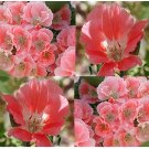 salom color clarkia flowers seeds,50 seeds  #ABG16