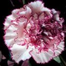 ripple carnation 30 flowers seedsperennial dianthus   #ABG16