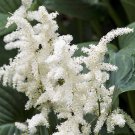 25 flowers seeds white color astilble shade lovin perennial.easy to grow  #ABG16