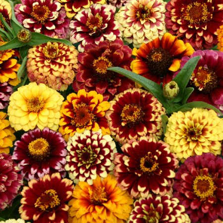 50 seeds  aztec sunset mix color zinnia, easy to grow    #ABG16