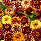 50 seeds  aztec sunset mix color zinnia, easy to grow    #ABG16