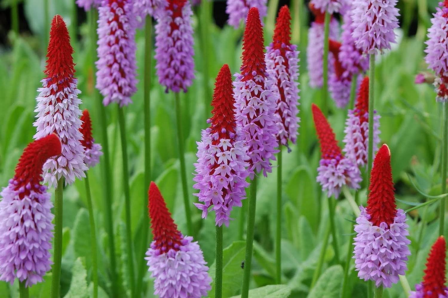 flowers seeds orchid primrose primula vialii,25  seeds  #ABG16