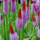 flowers seeds orchid primrose primula vialii,25  seeds  #ABG16