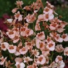 40 seeds diascia apricot queen,great for your garden #ABG16