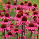pink echinacea conflower 25 seeds    #ABG16