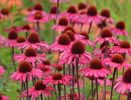 pink echinacea conflower 25 seeds    #ABG16