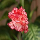 30 flowers seeds red and white carnation chabaud picote,easy to grow    #ABG16