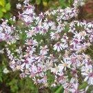 calico aster perennial, 40 seeds       #ABG16