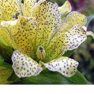 30 seeds,gentian punctata shade perennial,easy to grow       #ABG16
