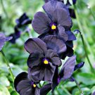 velvety black viola 35 flowers seeds,easy to grow      #ABG16