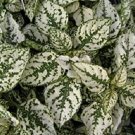 25 flowers seeds, hypoestes polka dot plant splash white   #ABG16