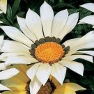 30 flowers seeds, gazania white flowers drought tolerant  #ABG16