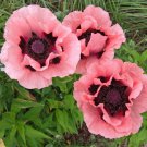 35 flowers seeds,papaver orientale princess victorua louise poppy      #ABG16