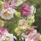 30 seeds,pink petticoat columbine aquilegia      #ABG16