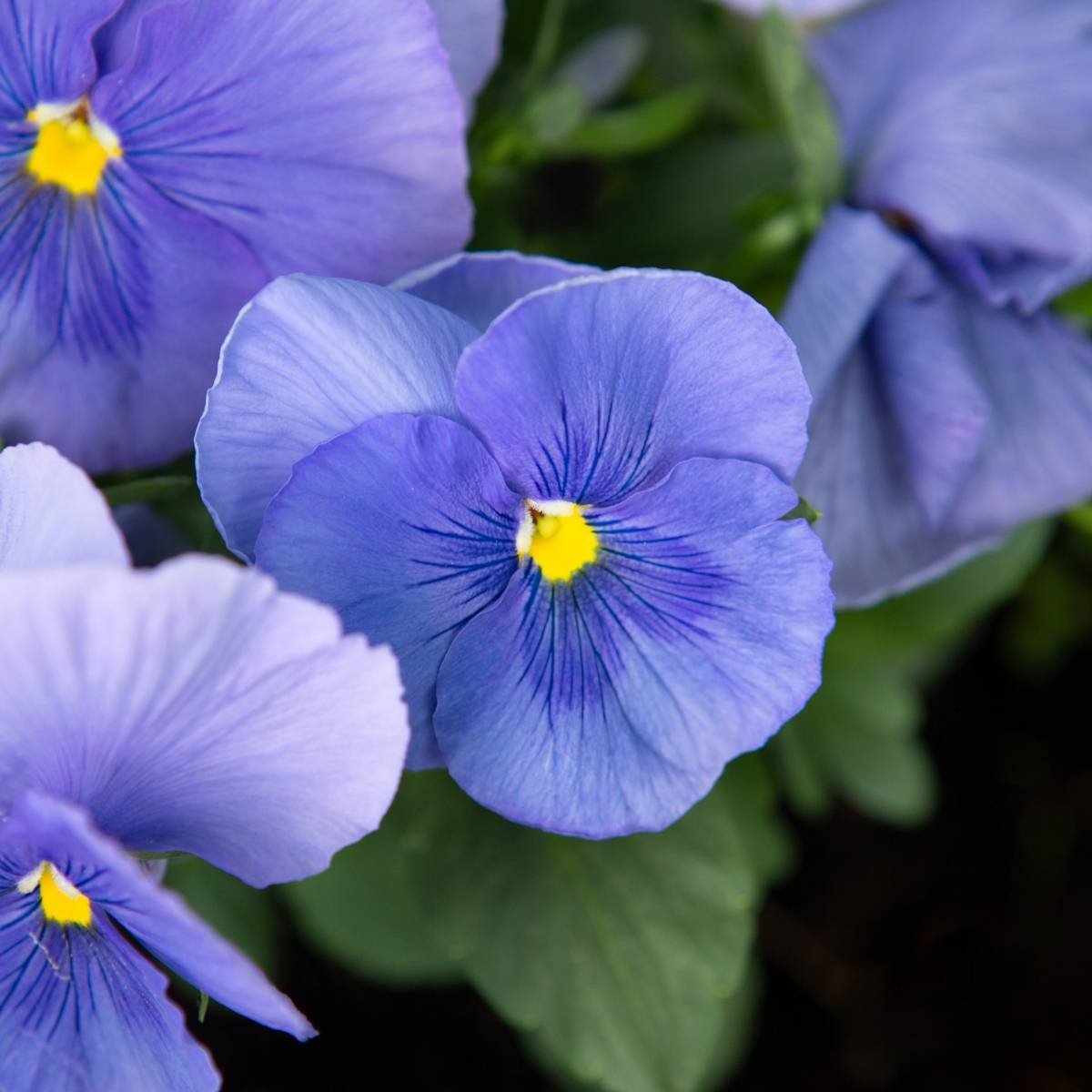viola cornuta blue large flowered 30 seeds, easy to grow      #ABG16