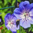 geranium pusilum blue orchid cranesbill seeds,60 flowers seeds     #ABG16