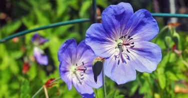 GERANIUM PUSILUM BLUE ORCHID CRANESBILL FLOWER SEEDS 60
