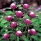 rose bi-color rose gompherena  40 flowers seeds   #ABG16