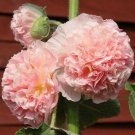 30 flowers seeds salmon giant danish double hollyhock,easy to grow     #ABG16
