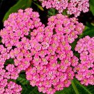 30 flowers seeds pink achillea yarrow perennial,easy to grow  #ABG16