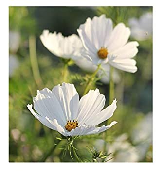 cosmos purity white  long lasting annual,50 seeds  #ABG16