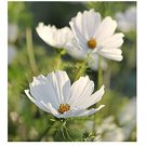 cosmos purity white  long lasting annual,50 seeds  #ABG16