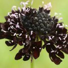 ace of spades black pincushion 35 seeds,easy  to grow  #ABG16