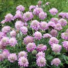 diamonds scabiosa pincushion seeds,25 flower seeds      #ABG16