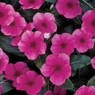 40 flowers seeds pacifica vinca,easy to grow    #ABG16