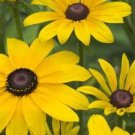 30 flowers seeds rudbeckia becky black eyed siusan.easy to grow   #ABG16