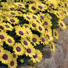 40 seeds yellow color african daisy annual   #ABG16