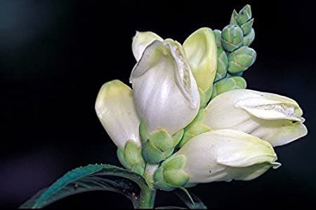 50 flowers seeds chelone glabra white turtle head,easy to grow   #ABG16