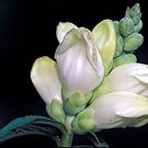 50 flowers seeds chelone glabra white turtle head,easy to grow   #ABG16