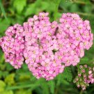 pink achillea yarrow 50 flowers seeds   #ABG16