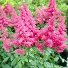 25 seeds astilbe chinensis purple amethyst colored,easy to grow   #ABG16