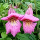 rosy purple chinese foxglove rehmannia angulata,50 seeds  #ABG16
