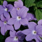 purple browallia long lasting 50 flowers seeds #ABG16