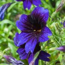 velvety kew blue salpiglossis 30 flowers seeds #ABG16