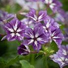 fragraant sugar star phlox 30 flowers seeds,great for your garden  #ABG16