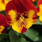 pansy panola sunbust 35 flower seeds, easy to grow     #ABG16
