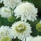 25 flowers seeds white scabiosa piincushion,easy to grow   #ABG16