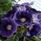 gloxinia purple empress 25 flowers seeds #ABG16