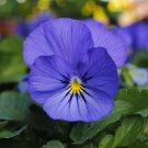 viola cornuta blue large flowers seed,30 seeds#ABG16